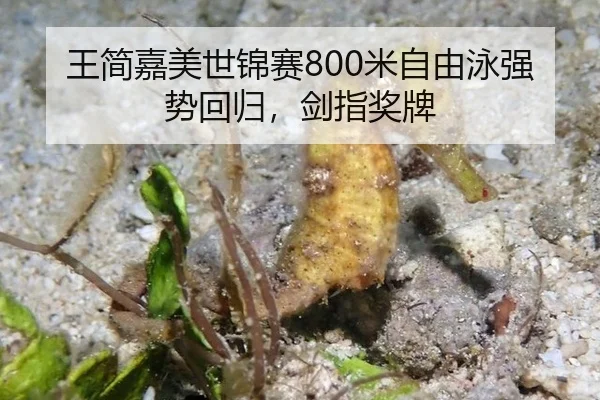 王简嘉美世锦赛800米自由泳强势回归，剑指奖牌